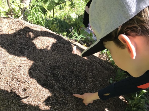 Cycle 2 - Pistez les fourmis des bois