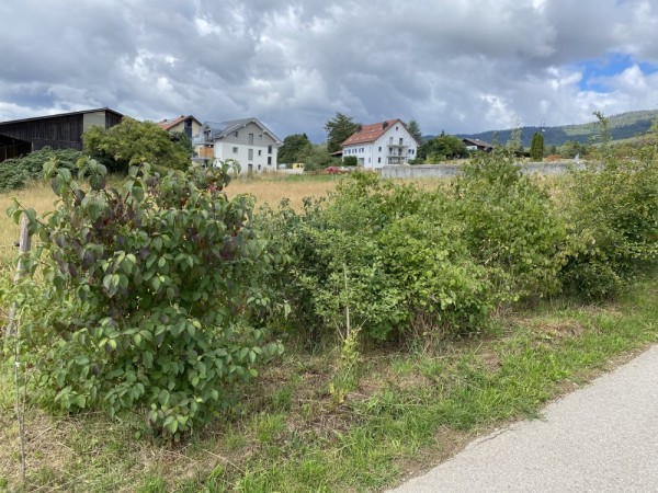 Dans la haie