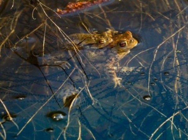 Crapaud commun