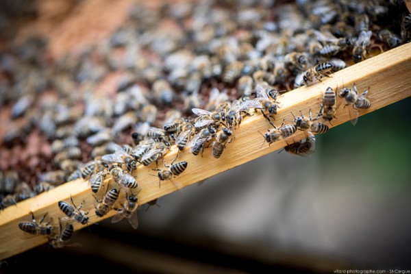 Tout un rayon sur l'abeille