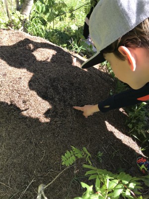 Pistez les fourmis des bois