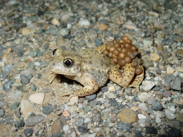 Crapaud accoucheur