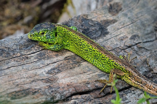 Lézard agile
