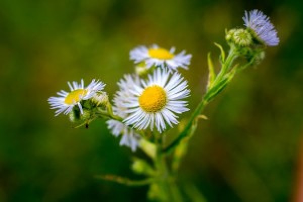 Vergerette annuelle