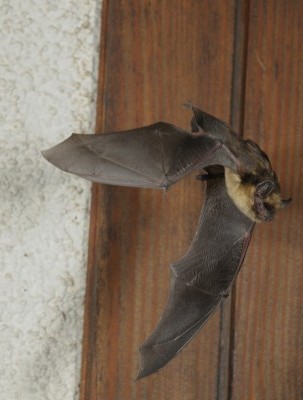 Chauves-souris
